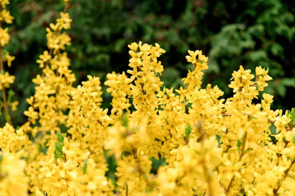 Forsycja Żółtym Bush Podczas Kwitnące Zielone Łąki Sezonie Wiosennym — Zdjęcie stockowe