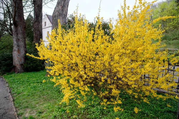 Gelber Forsythienstrauch Während Der Blüte Und Grünes Grasland Frühling — Stockfoto