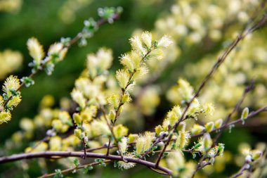 bahar parkta çiçek açması sırasında söğüt dalı (Salix Repens L. Argentea)