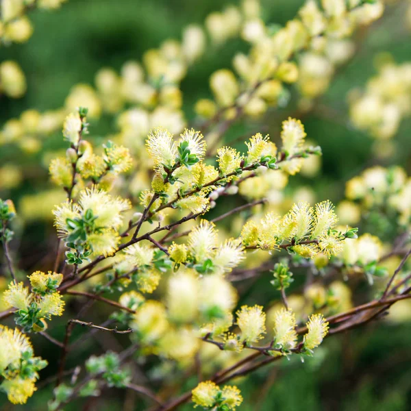 Willow Branch Salix Repens Argentea Tijdens Bloei Voorjaar Park — Stockfoto