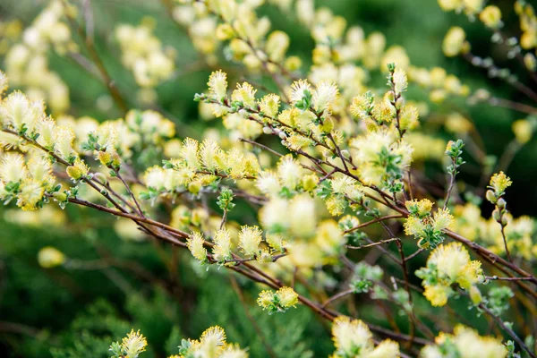 Ивовая Ветвь Salix Repens Argentea Время Цветения Весеннем Парке — стоковое фото