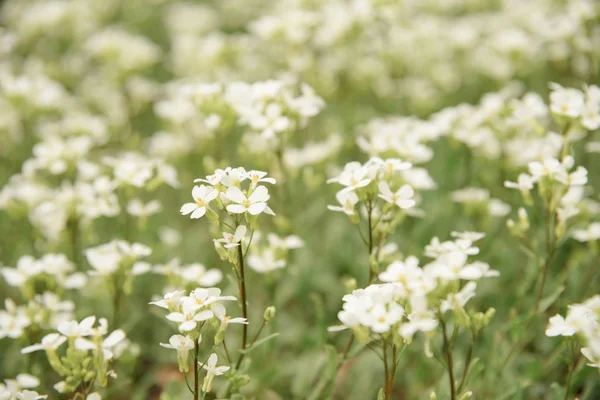 Gebied Van Bloeiende Madeliefjes Tuin — Stockfoto