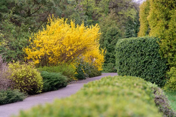 春天开花时的黄连翘灌木和春季的绿色草原 — 图库照片