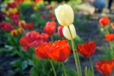 Yaz bahçede çiçek açması sırasında kırmızı ve Beyaz Lale çiçek