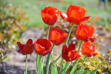 Yaz bahçede çiçek açması sırasında kırmızı lale çiçek