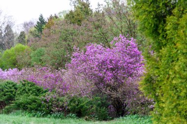 ormangülü bush çiçek bahçesinde çiçek açması sırasında