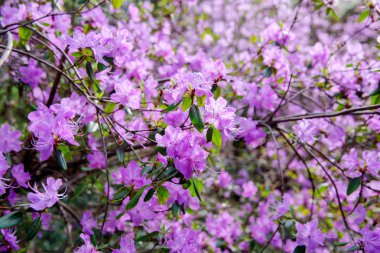 ormangülü bush çiçek bahçesinde çiçek açması sırasında