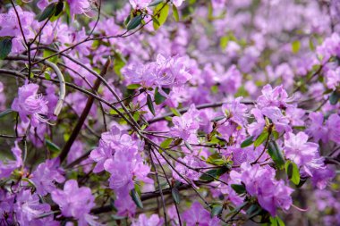 ormangülü bush çiçek bahçesinde çiçek açması sırasında closeup