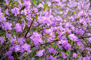 ormangülü bush çiçek bahçesinde çiçek açması sırasında