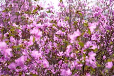 ormangülü bush çiçek bahçesinde çiçek açması sırasında