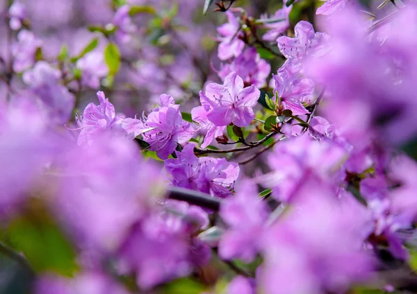 closeup of rhododendron bush flower in garden during blossoming