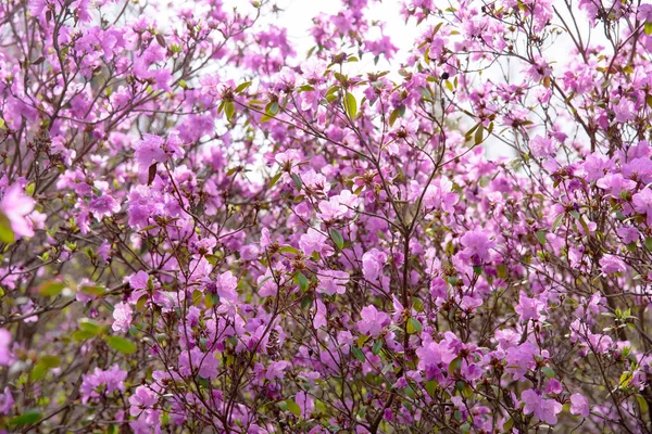 rhododendron bush flower in garden during blossoming