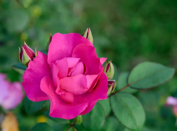 Rosa Rosa Rosa Flores Arbusto Jardim Durante Período Floração — Fotografia de Stock