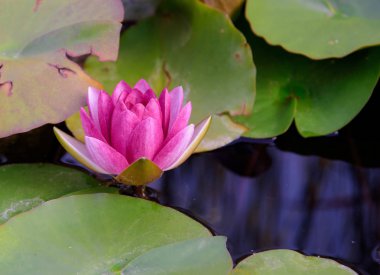 nilüfer çiçekleri Bahçe çiçek açması döneminde