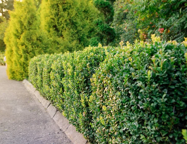 Зелений Паркан Чагарника Літньому Саду — стокове фото
