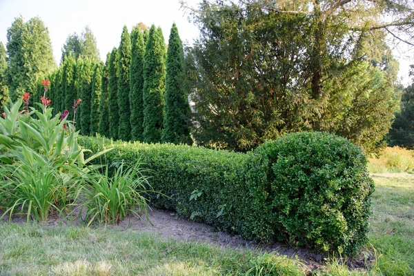 夏日花园中的绿色灌木栅栏 — 图库照片