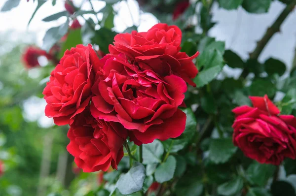 红玫瑰灌木花在花园开花期间 图库照片