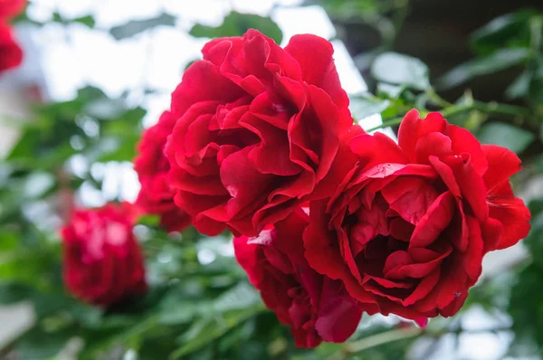 Cespuglio Rose Rosse Fiori Giardino Durante Periodo Fioritura Immagini Stock Royalty Free