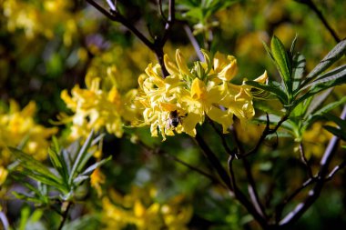 ormangülü çiçek açması sırasında bush