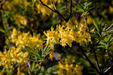 ormangülü çiçek açması sırasında bush