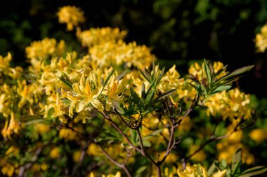 ormangülü çiçek açması sırasında bush