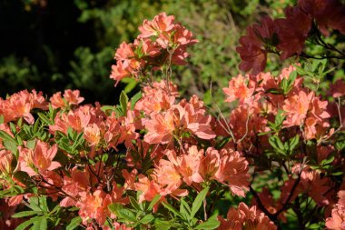 ormangülü çiçek açması sırasında bush