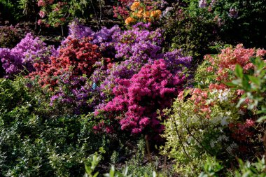 ormangülü çiçek açması sırasında bush