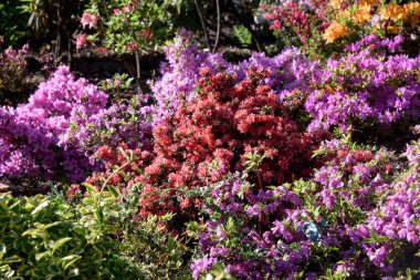 ormangülü çiçek açması sırasında bush