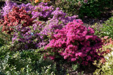 ormangülü çiçek açması sırasında bush