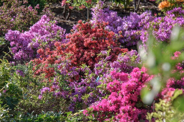Rhododendron bush under blommande — Stockfoto