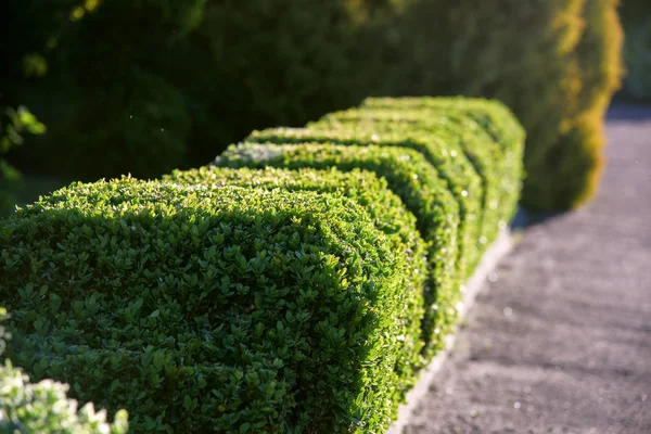 Cerca de arbustos recortados en el jardín — Foto de Stock