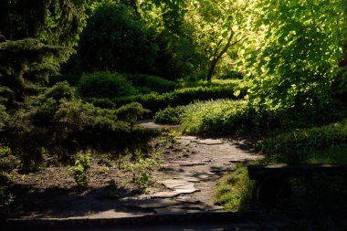 güneş ışığı yaz bahçede