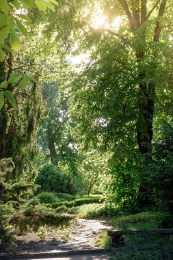 güneş ışığı yaz bahçede