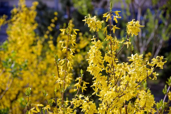 Желтый кустарник — стоковое фото