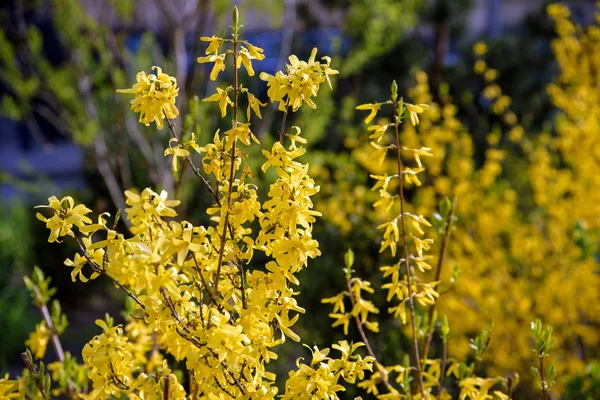 Желтый кустарник — стоковое фото