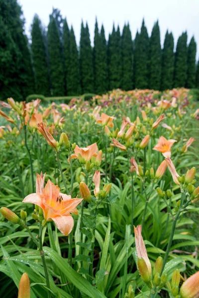 Cespuglio di giglio in giardino — Foto Stock