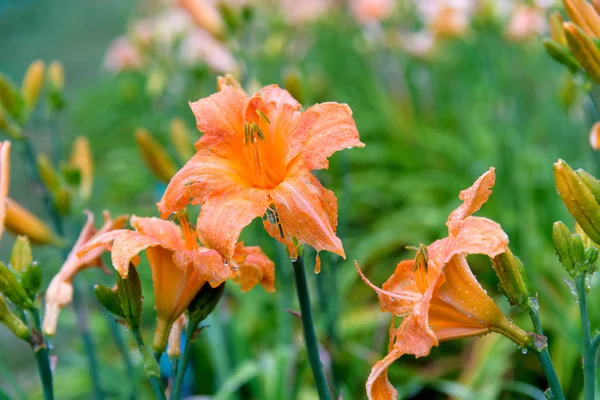 Bahçede Daylily çalı — Stok fotoğraf