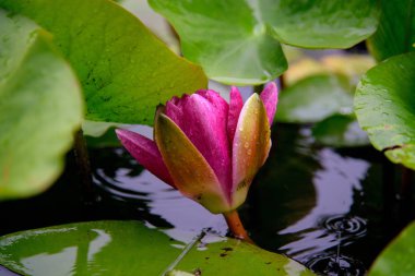 Çiçeklenme sırasında nilüfer çiçekleri