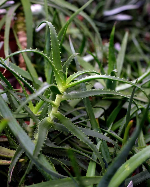 Yeşil yapraklar aloe — Stok fotoğraf