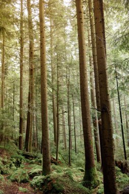 Çam ormanında yosun