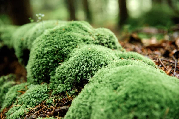 Moss en el bosque de pinos — Foto de Stock