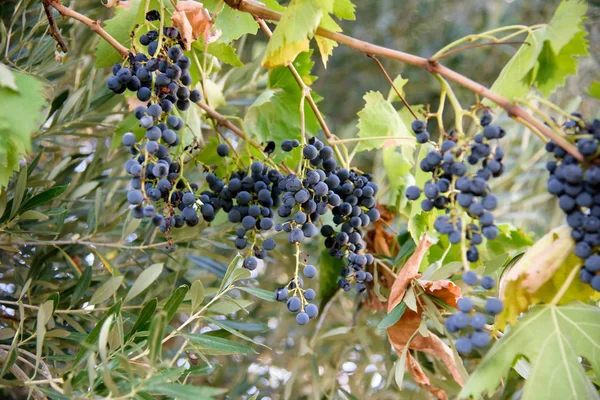 Blauer Traubenstrauß — Stockfoto