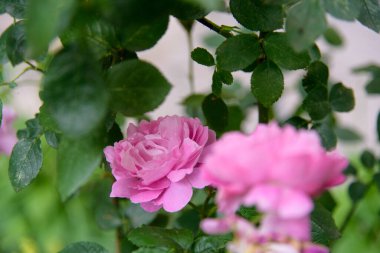 Çiçek açarken, yaz bahçesindeki gül çalılarının yakınına.