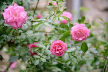 Çiçek açarken, yaz bahçesindeki gül çalılarının yakınına.