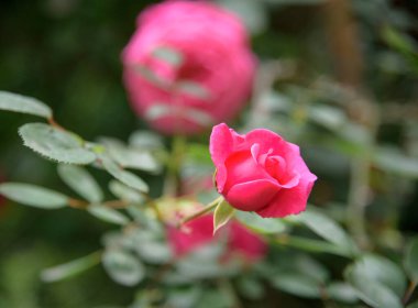 Çiçek açarken, yaz bahçesindeki gül çalılarının yakınına.