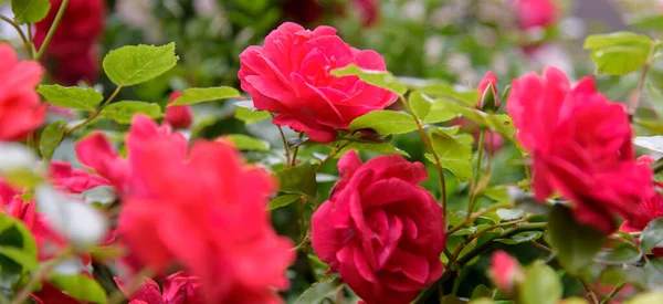 Närbild Ros Buske Blommor Sommar Trädgård Blomning — Stockfoto