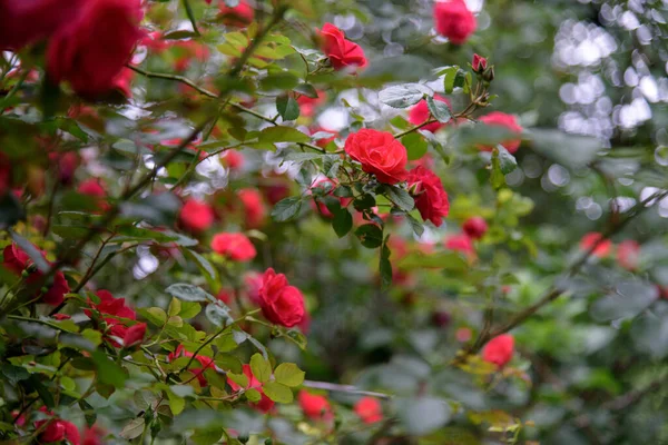 Closeup Flores Arbusto Rosa Jardim Verão Durante Florescência — Fotografia de Stock