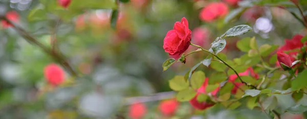 Closeup Flores Arbusto Rosa Jardim Verão Durante Florescência — Fotografia de Stock