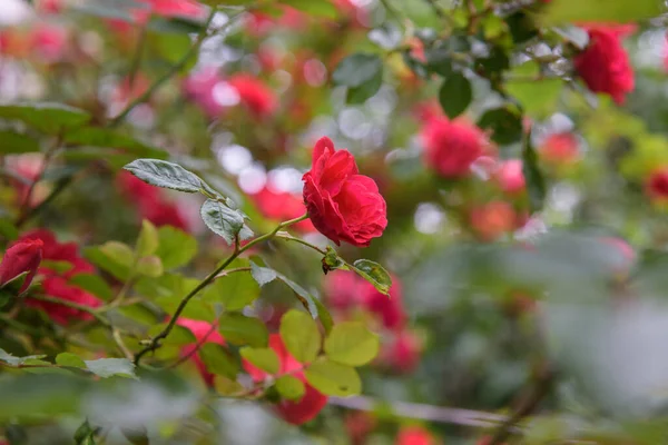 Closeup Flores Arbusto Rosa Jardim Verão Durante Florescência — Fotografia de Stock