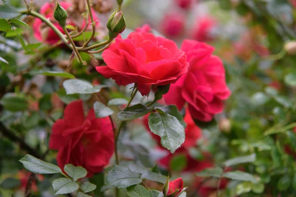 Closeup Flores Arbusto Rosa Jardim Verão Durante Florescência — Fotografia de Stock